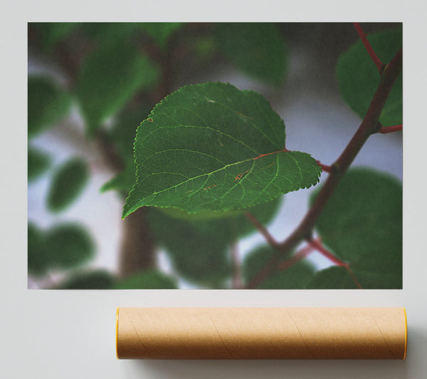 Emerald Leaf Veins