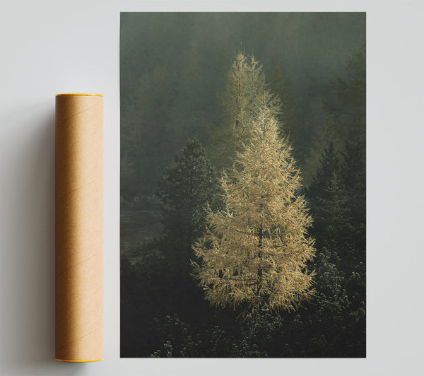 Golden Larch In Mist