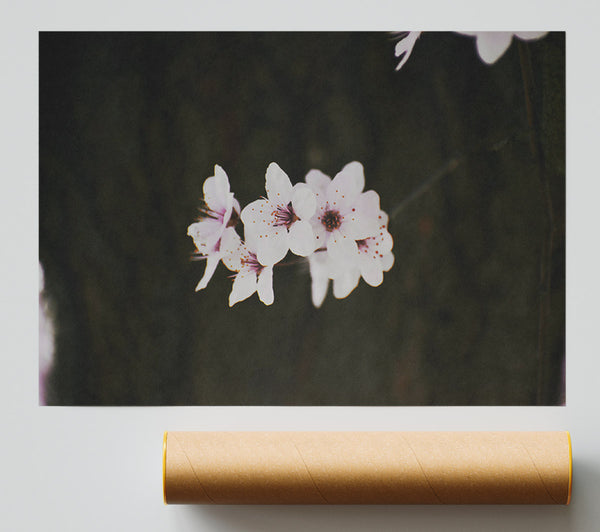 White Blossoms Against Dark