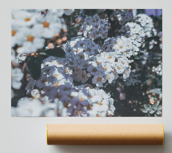 Pale Blooms In Grey