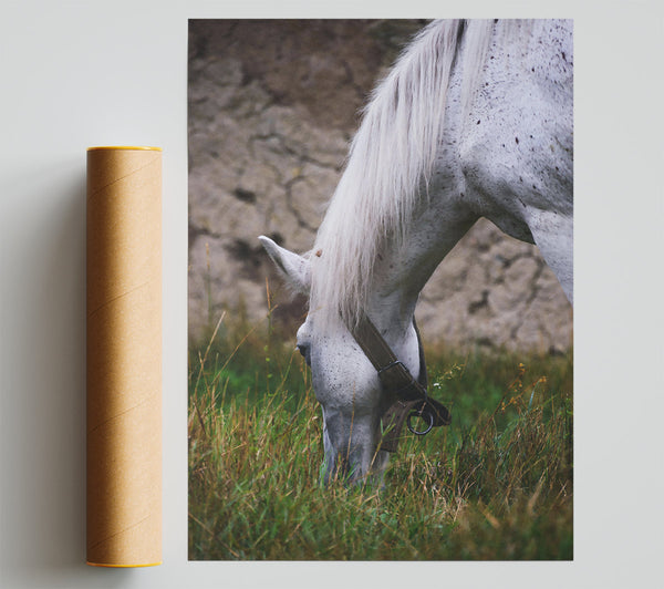 White Horse Grazing