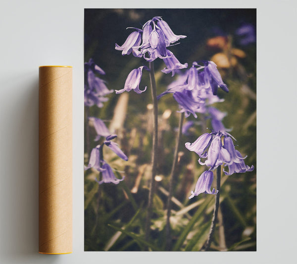 Purple Woodland Bells