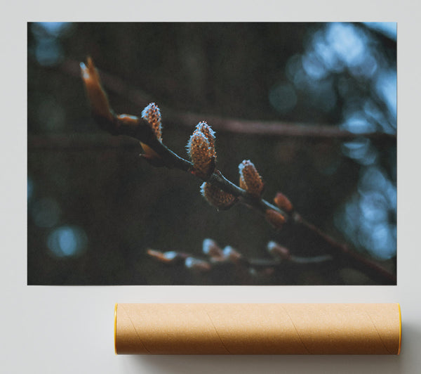 Blue Spring Buds