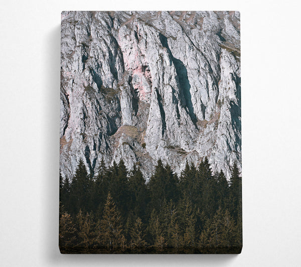 Pink Cliffs And Pines