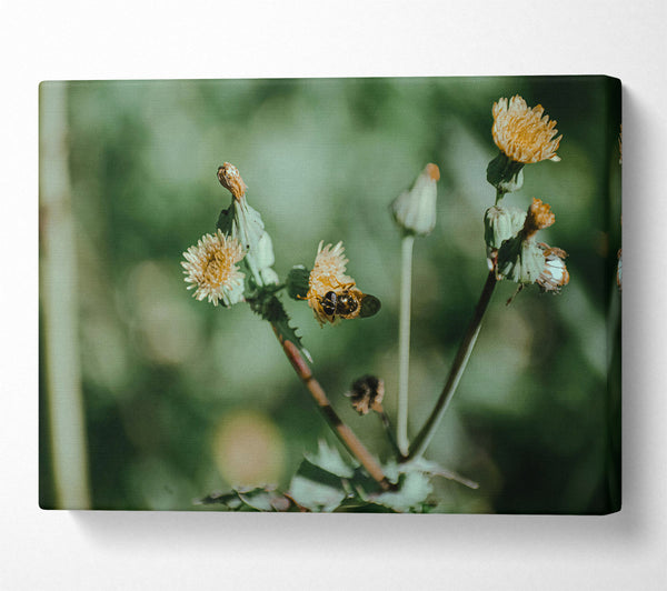 Green Bloom Buzzing Bee