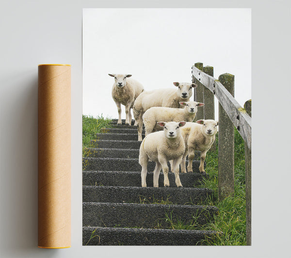 White Sheep On Black Stairs