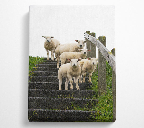 White Sheep On Black Stairs