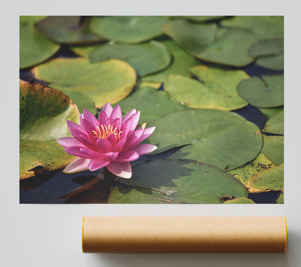 Pink Lily Pond