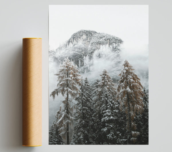 White Mist & Brown Pines