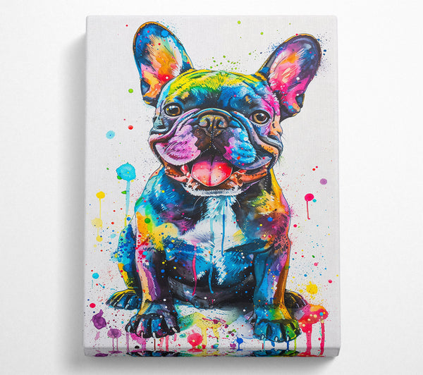 Blue Frenchie Splash