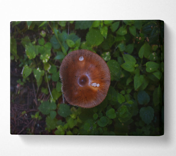 The Brown Mushroom'S Smile