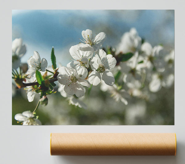 White Blossoms In Springtime