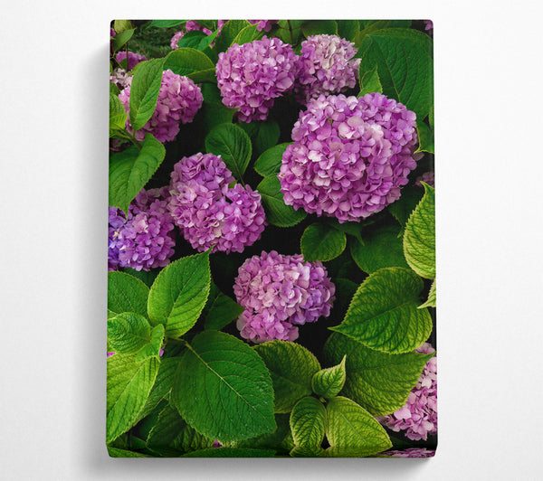 Lavender Hydrangea Blooms