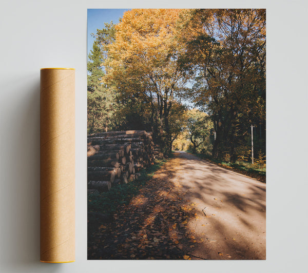 Golden Path Through Woods