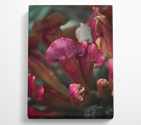 Crimson Pitcher Plant Bloom