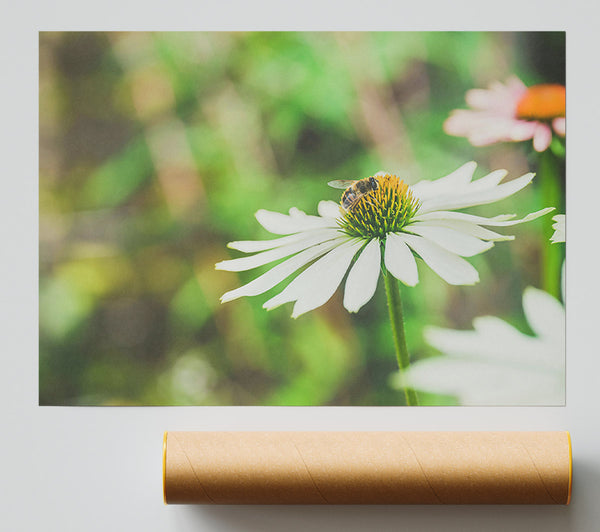 White Flower And Busy Bee.