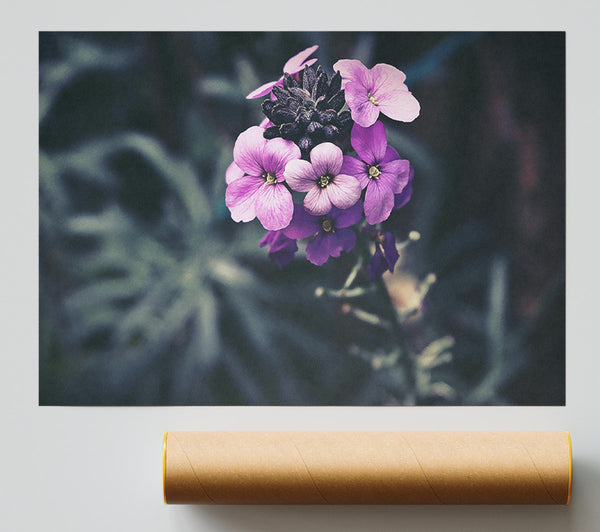 Purple Blooms In Shadow