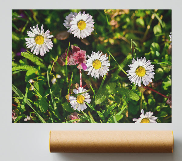 White Daisies In Green