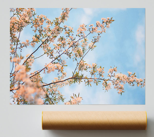 Soft Pink Blossoms