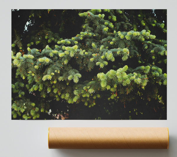 Emerald Pine Branches