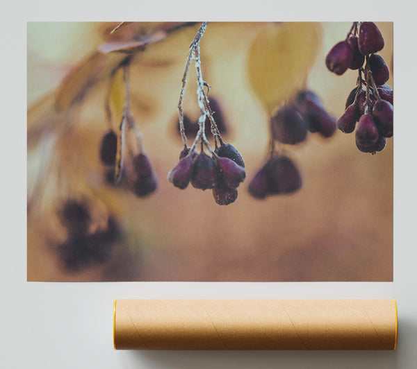 Purple Berries On Branch