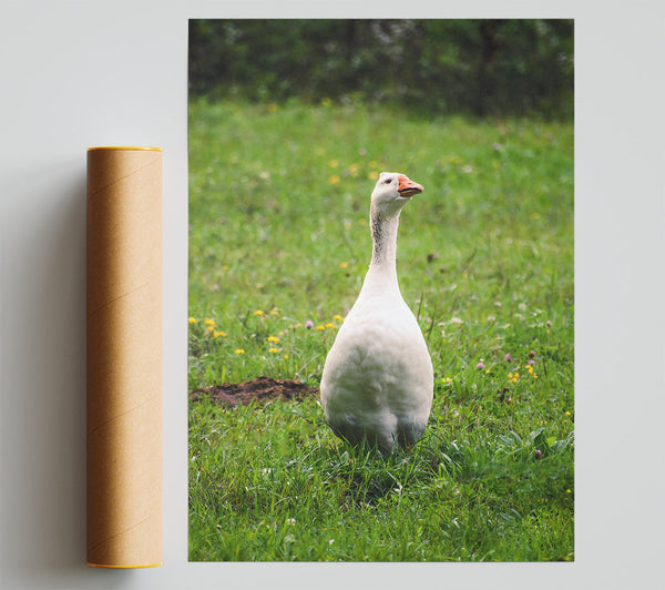 White Goose In Green Meadow