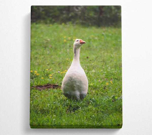 White Goose In Green Meadow