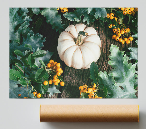 White Pumpkin Harvest