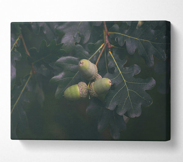 Green Oak Acorns