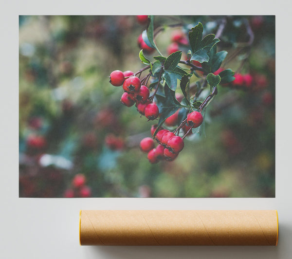 Crimson Berries & Green Leaves