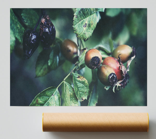 Green And Red Rose Hips