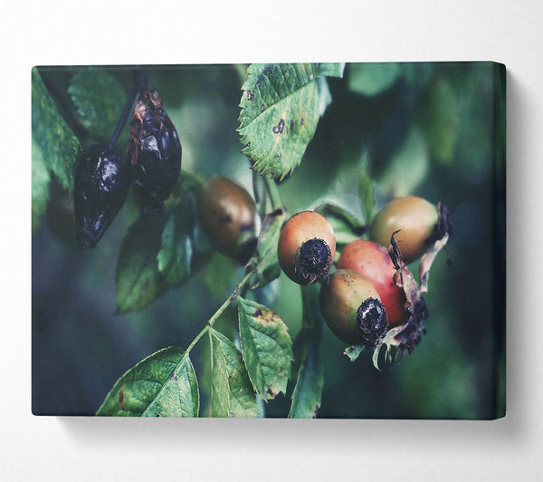 Green And Red Rose Hips