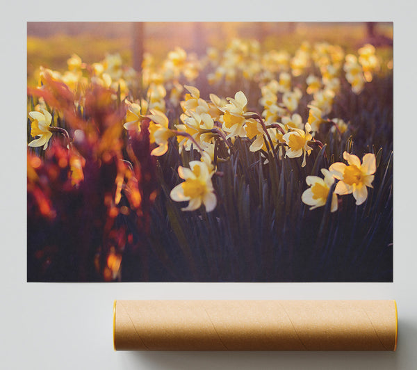 Golden Sunlit Daffodils