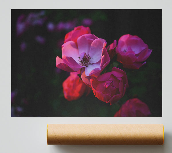 Pink Rose Bloom