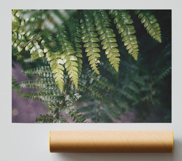 Emerald Fern Fronds