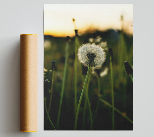 Green Field Dandelion