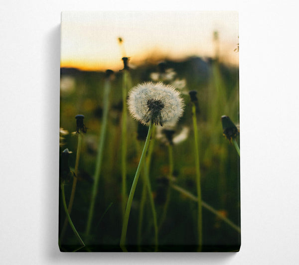 Green Field Dandelion