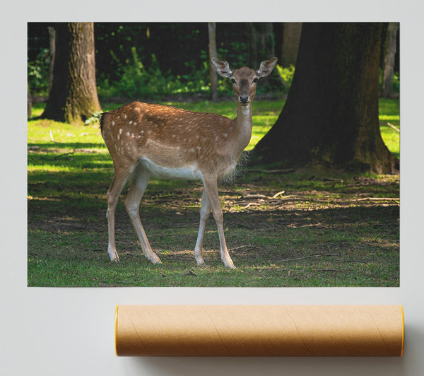 Brown Fawn In Woods