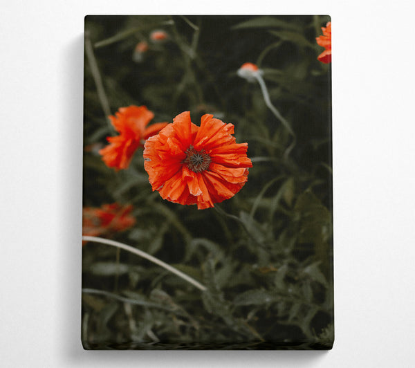 Crimson Poppy Bloom