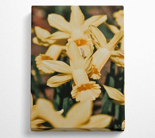 Golden Daffodil Embrace