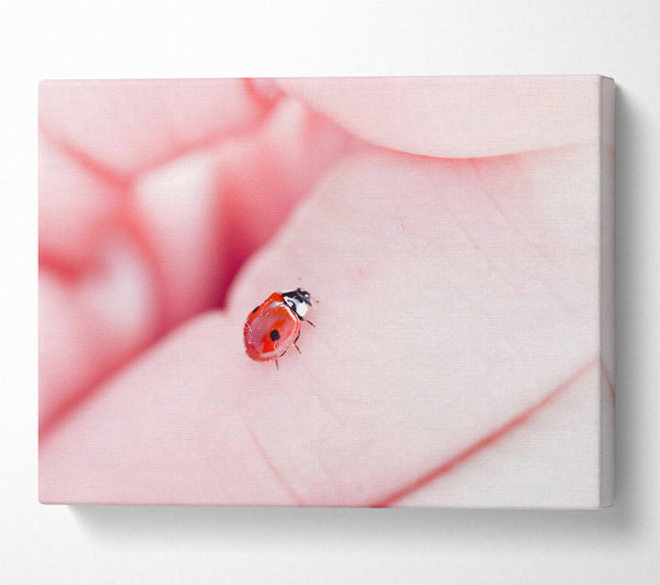 Pink Lady Bug