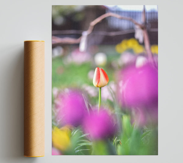 Red Tulip In Bloom