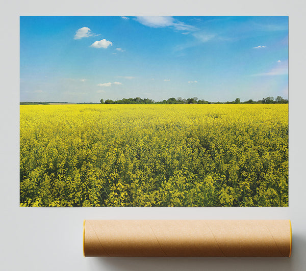 Golden Field Of Blooms.