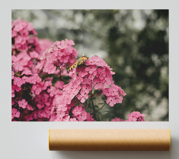 Pink Flowers And Butterfly