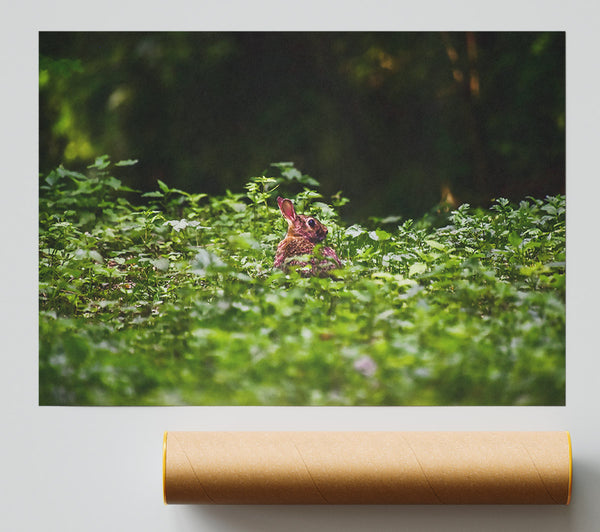 Green Forest Rabbit