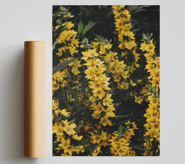 Golden Summer Blossoms