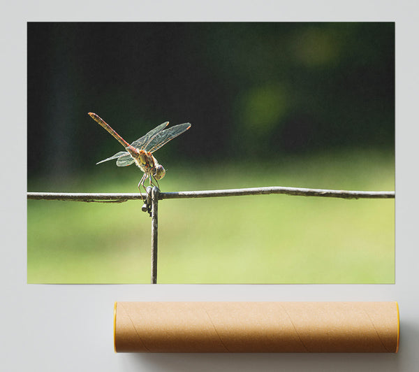 Red Dragonfly On Wire