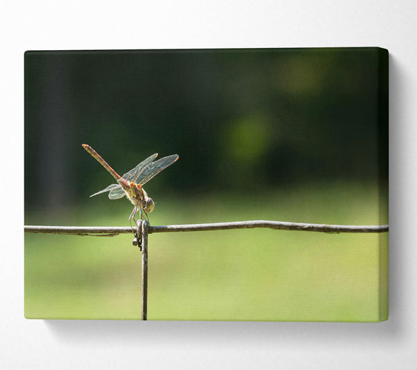 Red Dragonfly On Wire