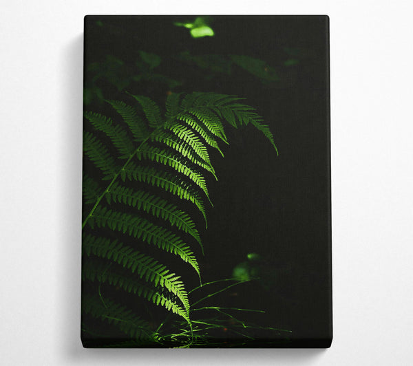 Emerald Forest Fern