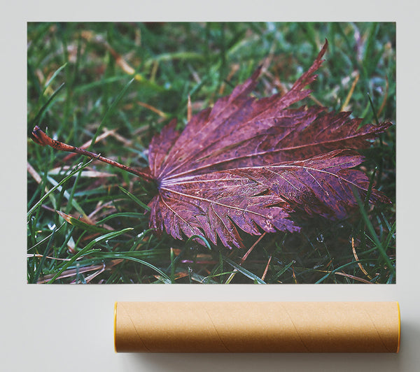 Crimson Autumn Leaf